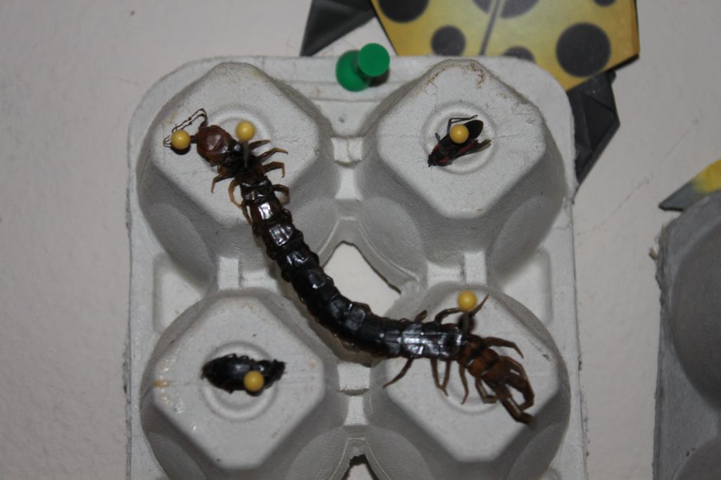 DIY Bug Collection - Preschool Inspirations