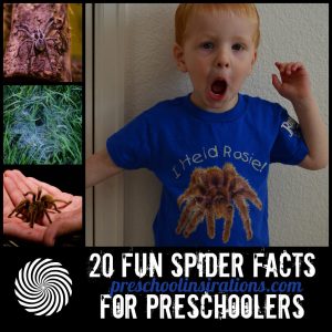 20 Fun Spider Facts for Preschoolers