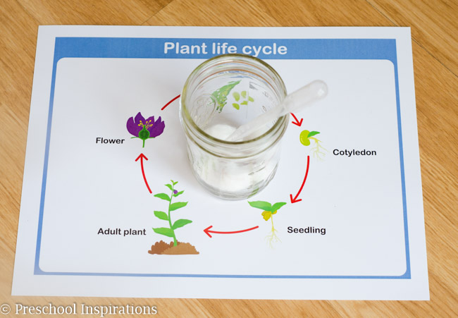 Teaching children about life cycles with hands-on learning materials-2
