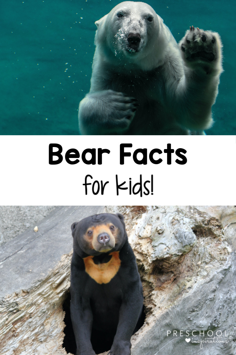 pinnable image of two bears with the text bear facts for kids