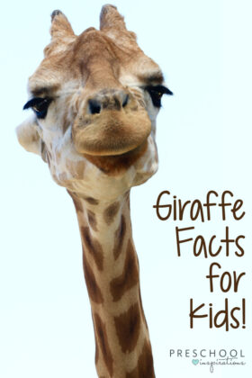 pinnable image of a close-up of a giraffe face with the text giraffe facts for kids