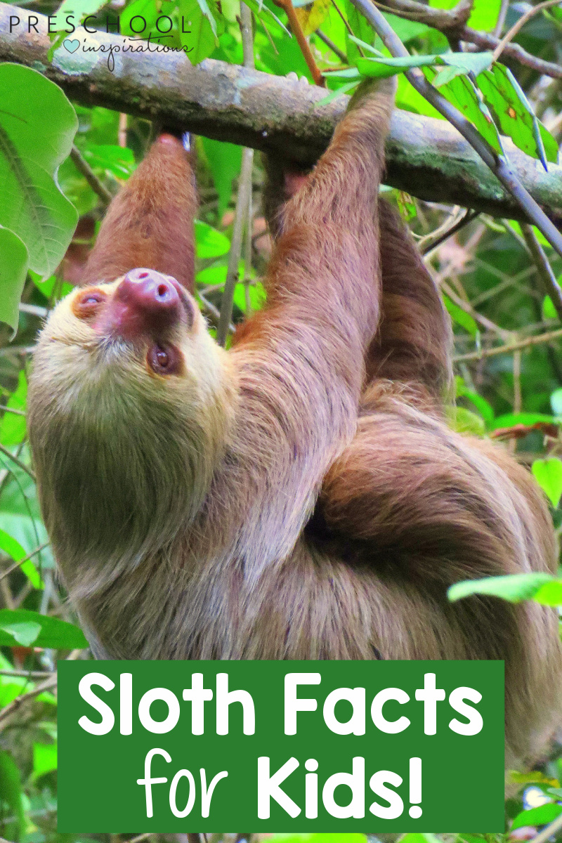 pinnable image of a sloth hanging in a tree and the text 'sloth facts for kids'