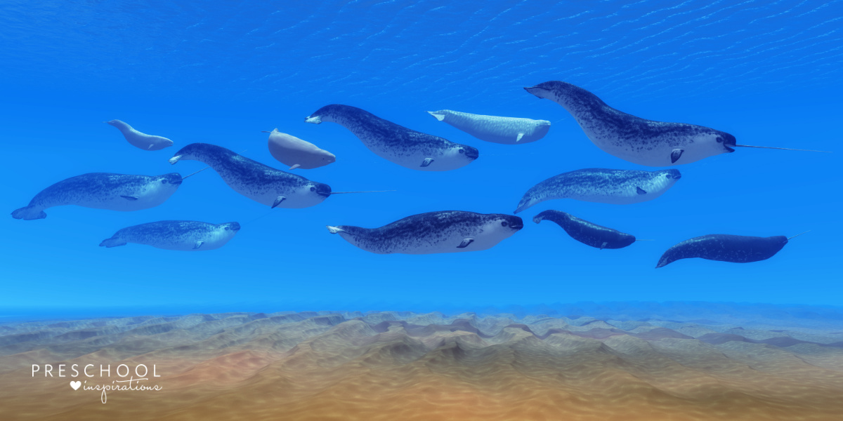 a pod of 10 narwhals swimming in the ocean