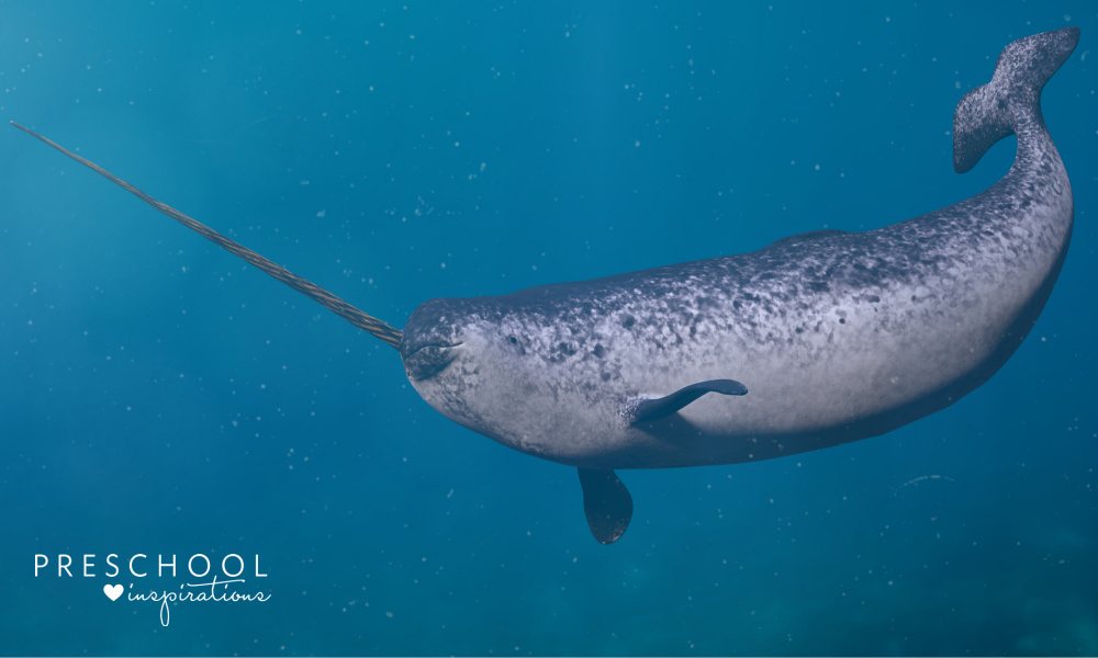 a male narwhal swimming in the ocean